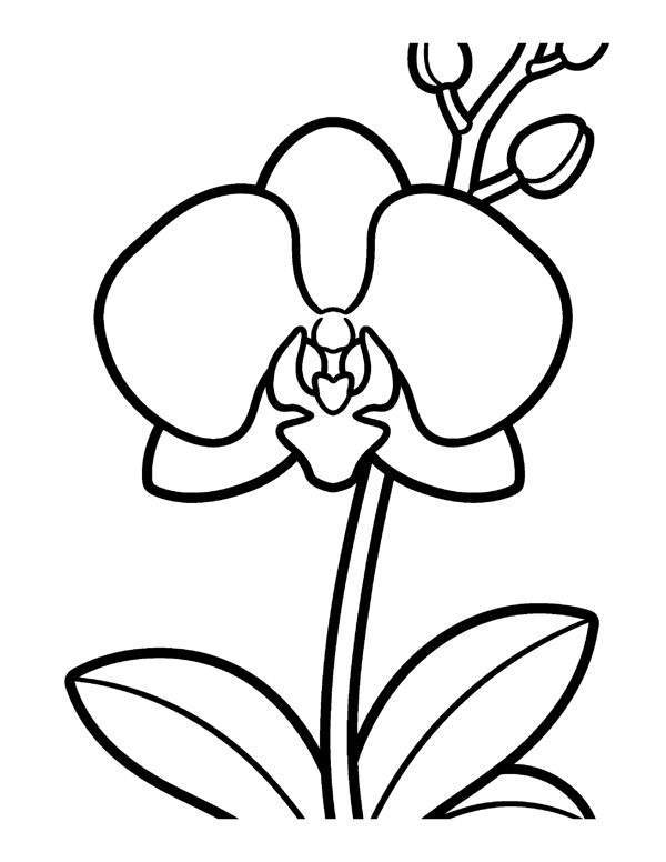 Bold & Easy Flower Coloring Pages for Seniors & Beginners page 14