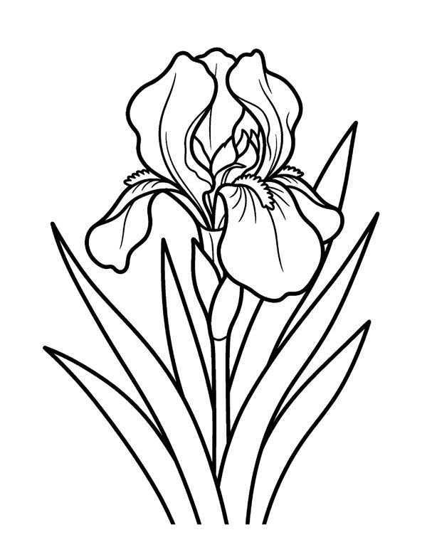 Bold & Easy Flower Coloring Pages for Seniors & Beginners page 18